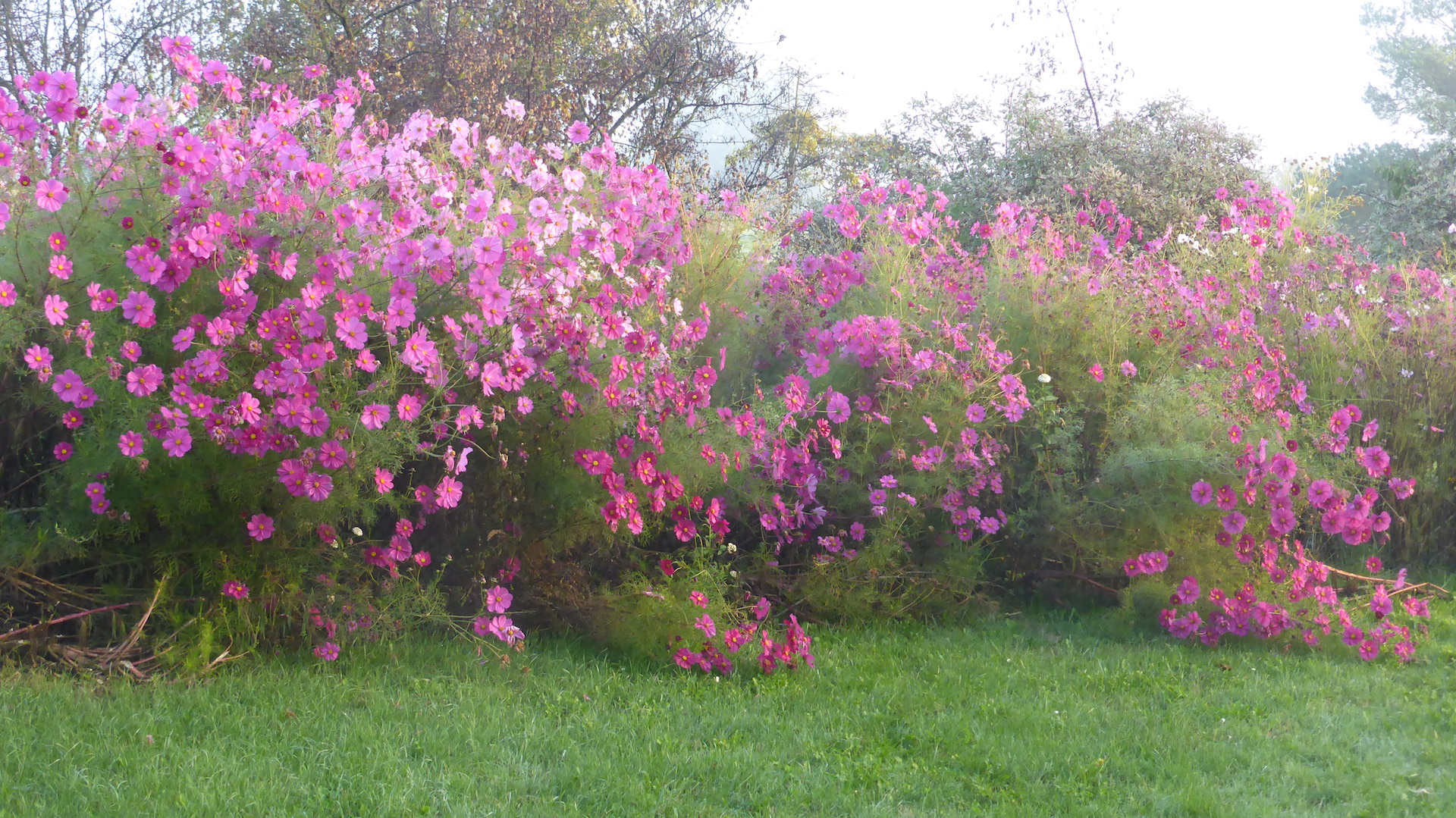 Massif de cosmos