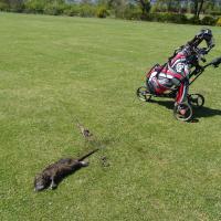 Sur le trou n°10, un ragondin en décomposition