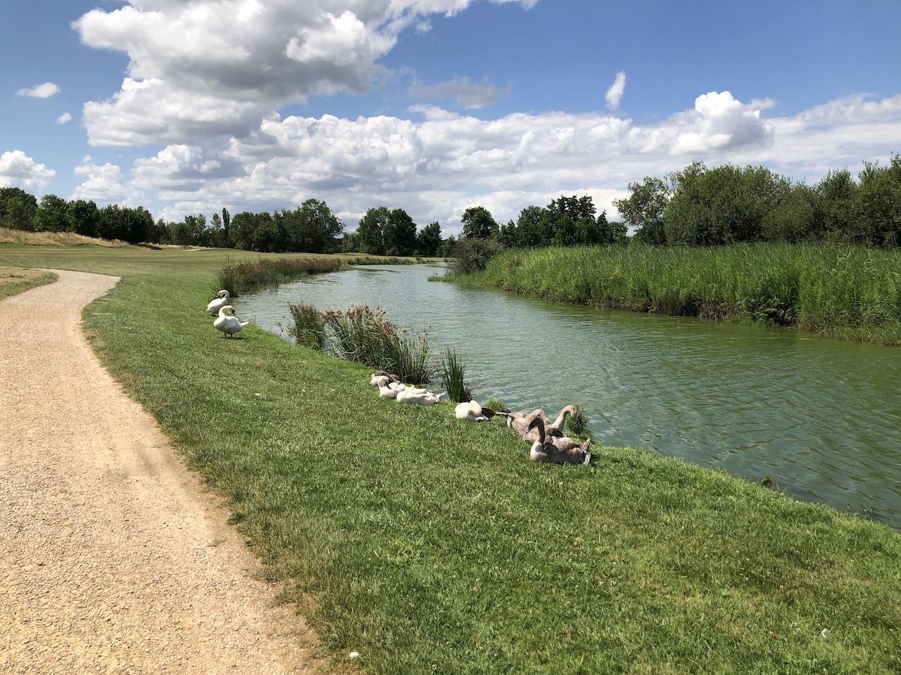 Dans la famille Cygne, je voudrais ...