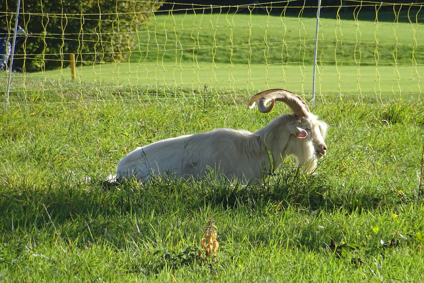 Un bouc bien cornu encadre les chèvres chargées de la tonte des hors-limites