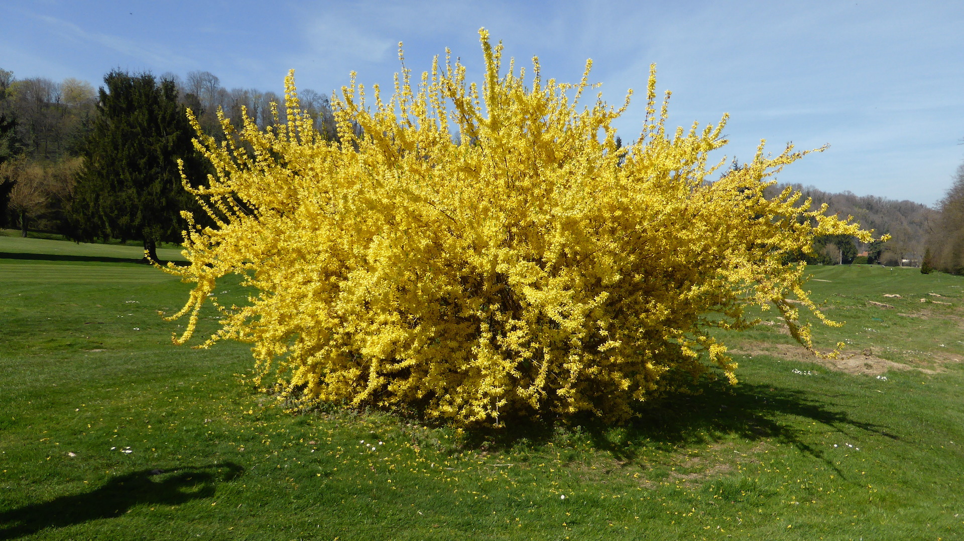 Forsythia