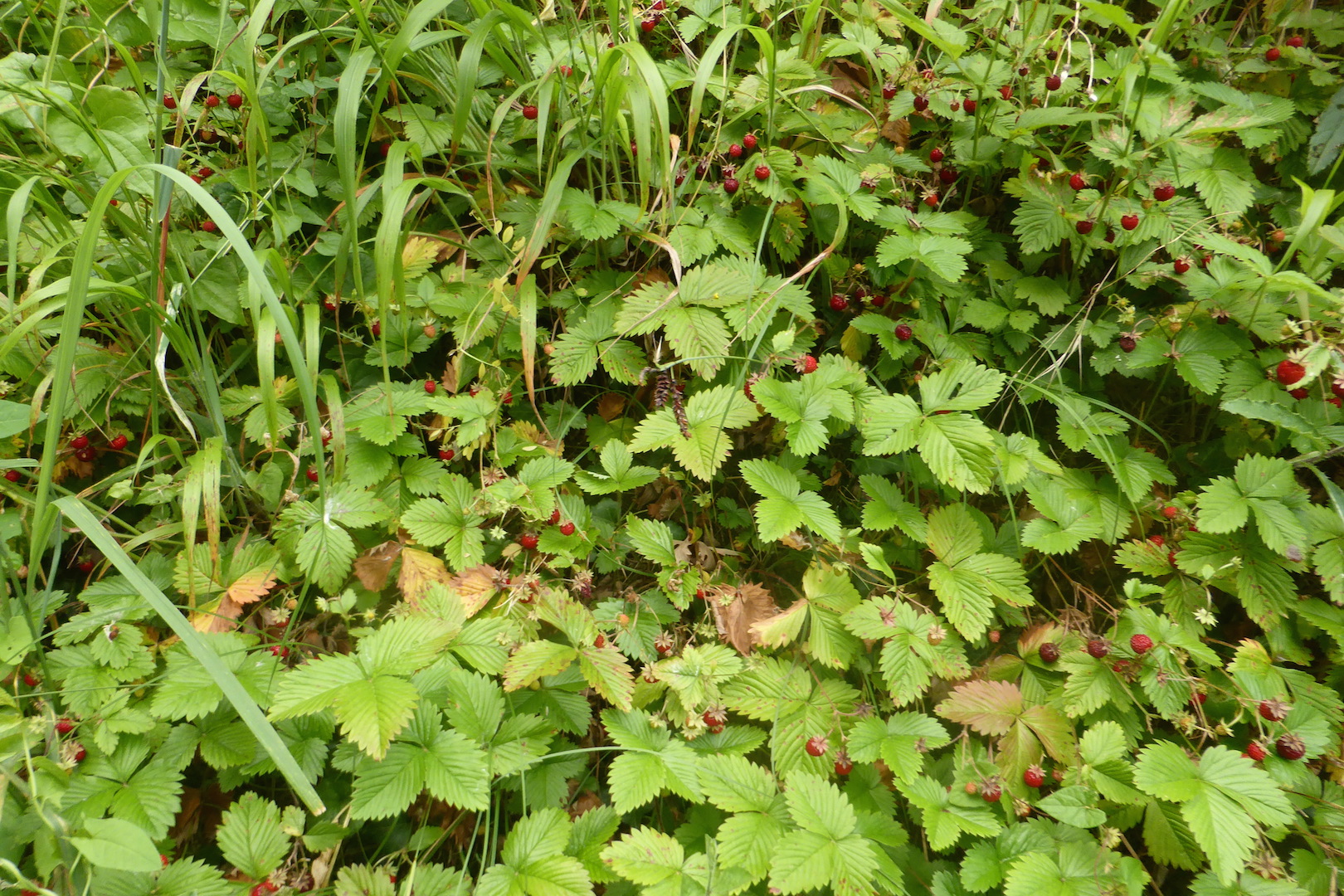 Le gisement de fraises des bois dans la descente du n°14