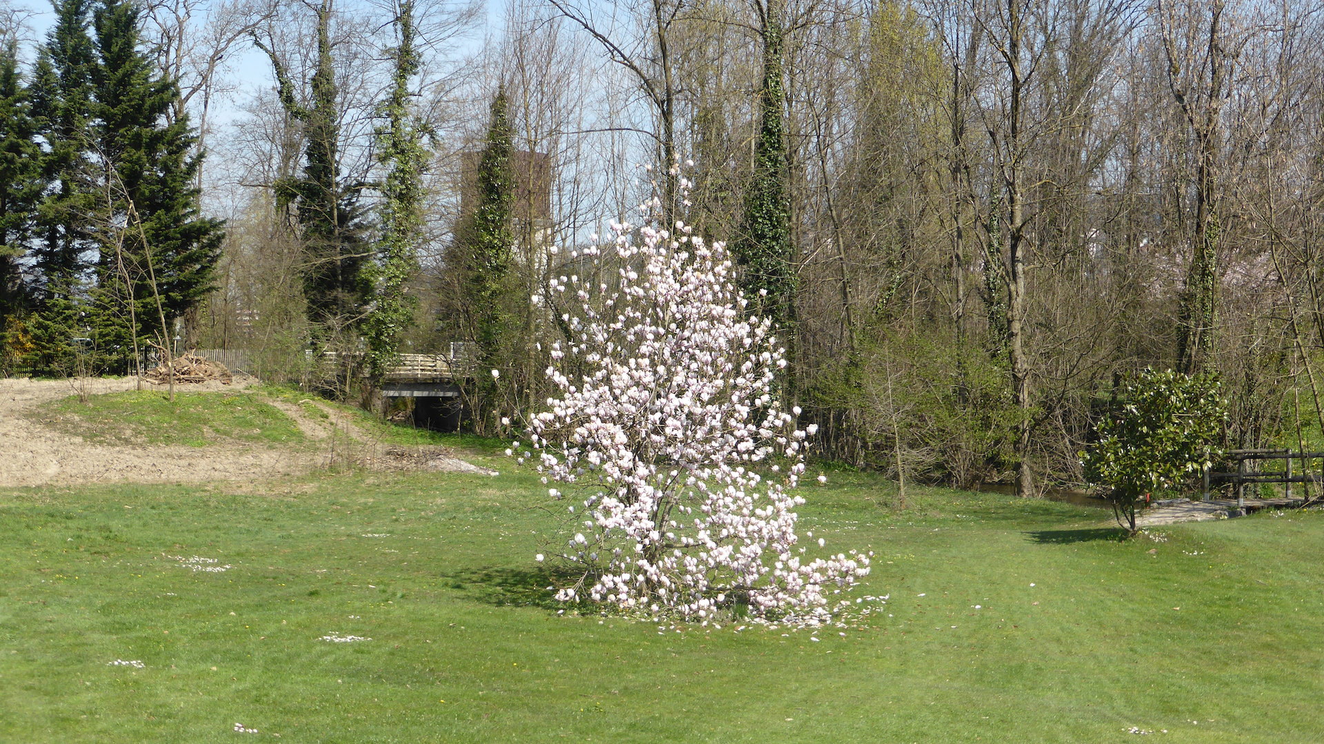 Magnolia